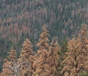 Dead pine and fir trees in Sequoia National Park during the recent California drought.